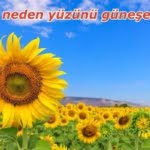 Ayçiçeği neden yüzünü güneşe döner 27 Ayçiçeği neden yüzünü güneşe döner