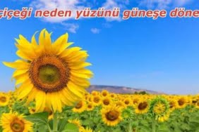 Ayçiçeği neden yüzünü güneşe döner