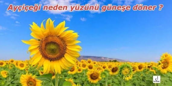 Ayçiçeği neden yüzünü güneşe döner