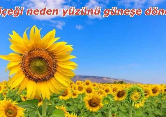 Ayçiçeği neden yüzünü güneşe döner 1 Ayçiçeği neden yüzünü güneşe döner