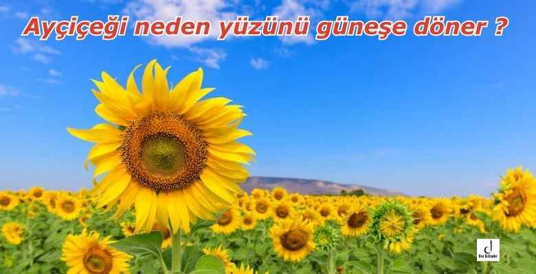 Ayçiçeği neden yüzünü güneşe döner