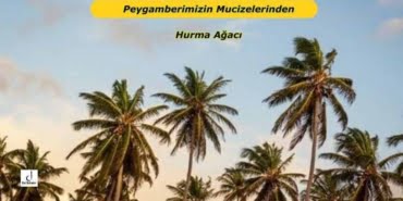 Peygamberimizin Mucizelerinden Hurma Ağacı