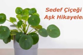 Sedef Çiçeği - Aşk Hikayeleri