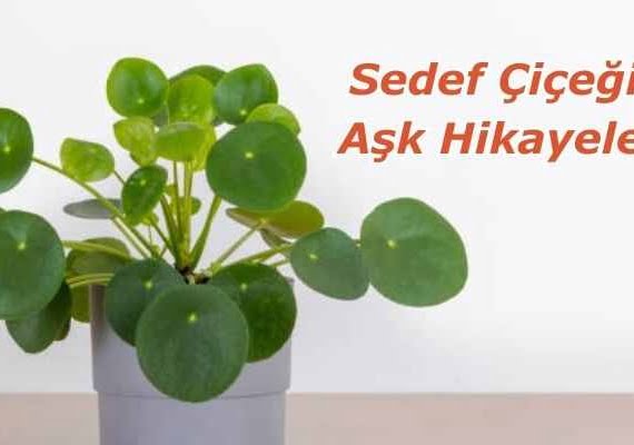 Sedef Çiçeği - Aşk Hikayeleri 1 Sedef Çiçeği - Aşk Hikayeleri