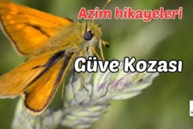Güve Kozası 5 Güve Kozası