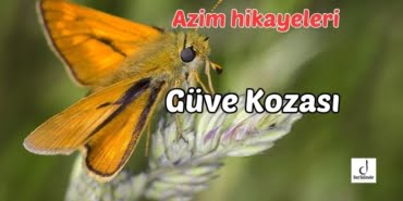 Güve Kozası 4 Güve Kozası