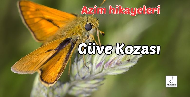 Güve Kozası