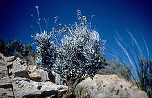 Lastik Üreten Bitki Parthenium argentatum 3 Parthenium_argentatum