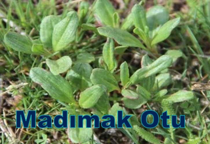 Mad mak Otu Nedir Faydalar Nelerdir Zararlar Nelerdir Dostkelimeler mad-mak-otu-nedir-faydalar-nelerdir-zararlar-nelerdir-dostkelimeler