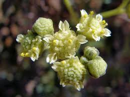 Lastik Üreten Bitki Parthenium argentatum 1 Parthenium-argentatum