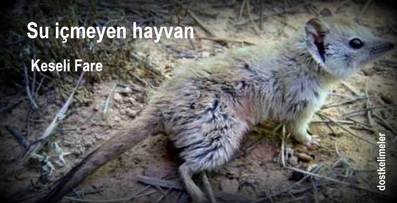 Su içmeyen hayvan