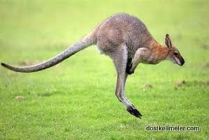 Zıplayan Kanguru resmi