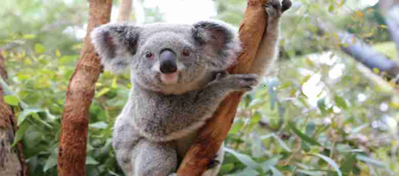 koala su icmeyen hayvan