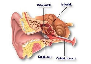 kulak anatomisi